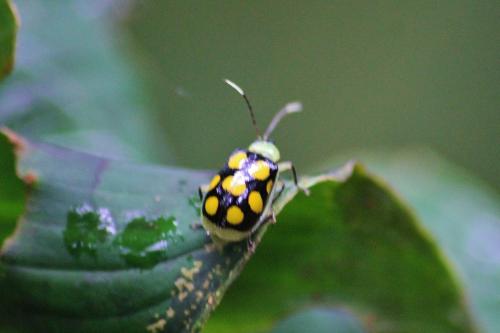 Réf. 296 190 : Diabrotica sp.
